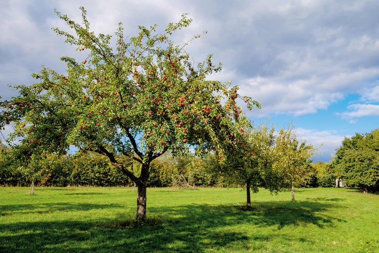 Apfelbaum im Garten mit vielen Äpfeln