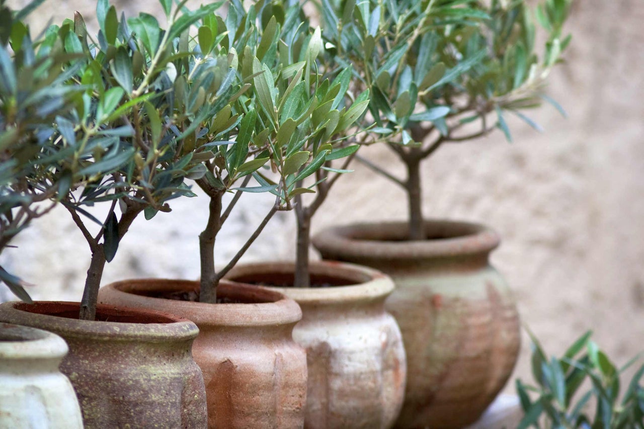Rangée d'oliviers en pots de terre cuite