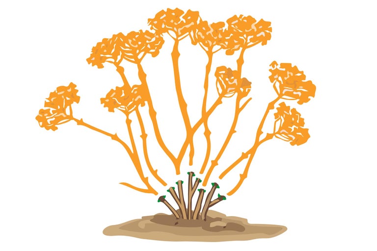 Illustration einer Hortensienpflanze mit Blütenständen