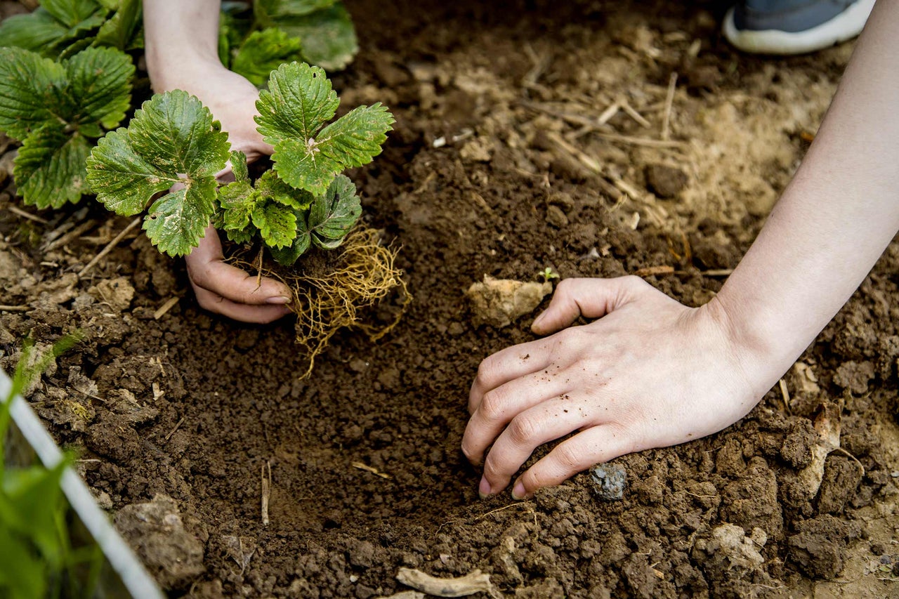 Personne plantant un fraisier en terre