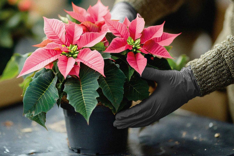 Étoile de Noël en pot, tenue par une personne gantée.