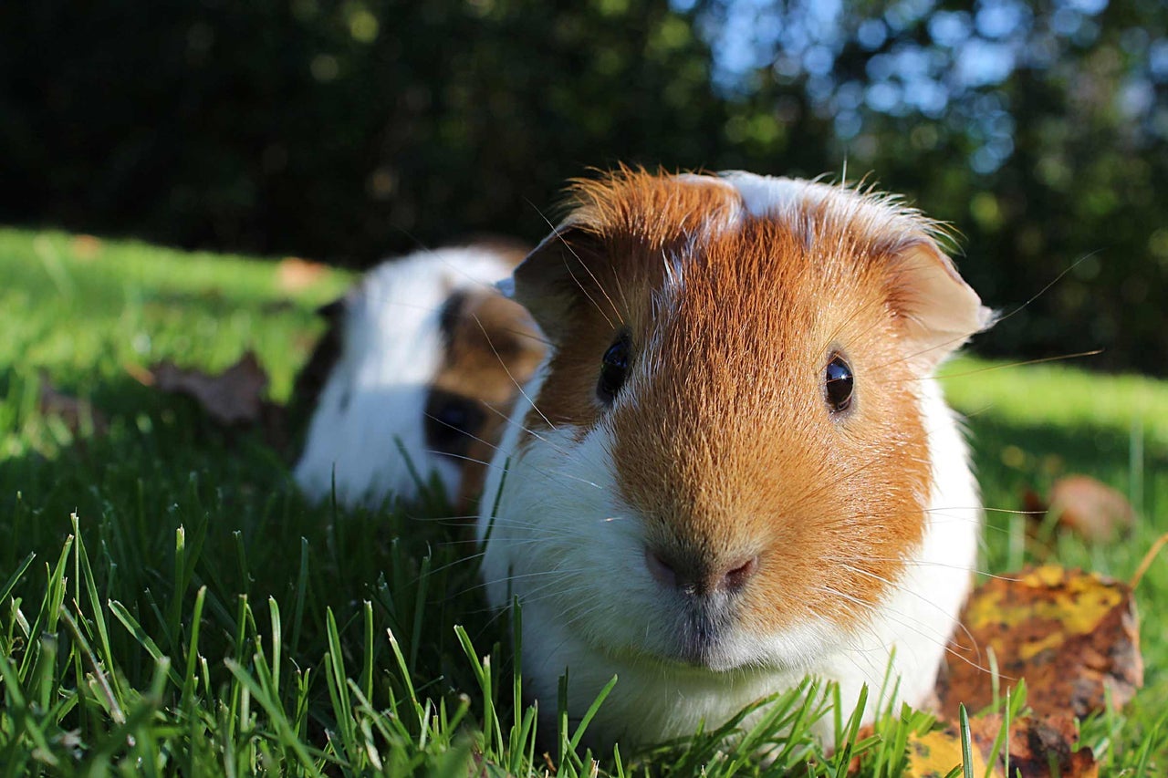 Zwei Meerschweinchen sitzen im Gras