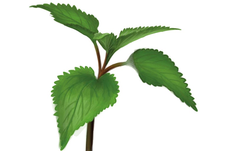 Jeune plante aux feuilles dentelées