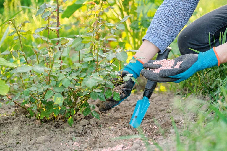 Fertiliser des rosiers