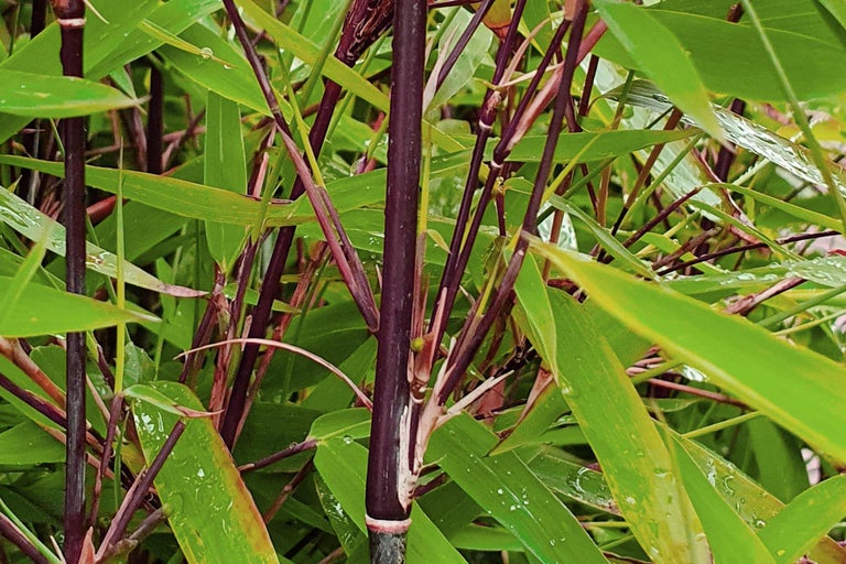 Nahaufnahme von Schwarzrohrbambus mit grünen Blättern.