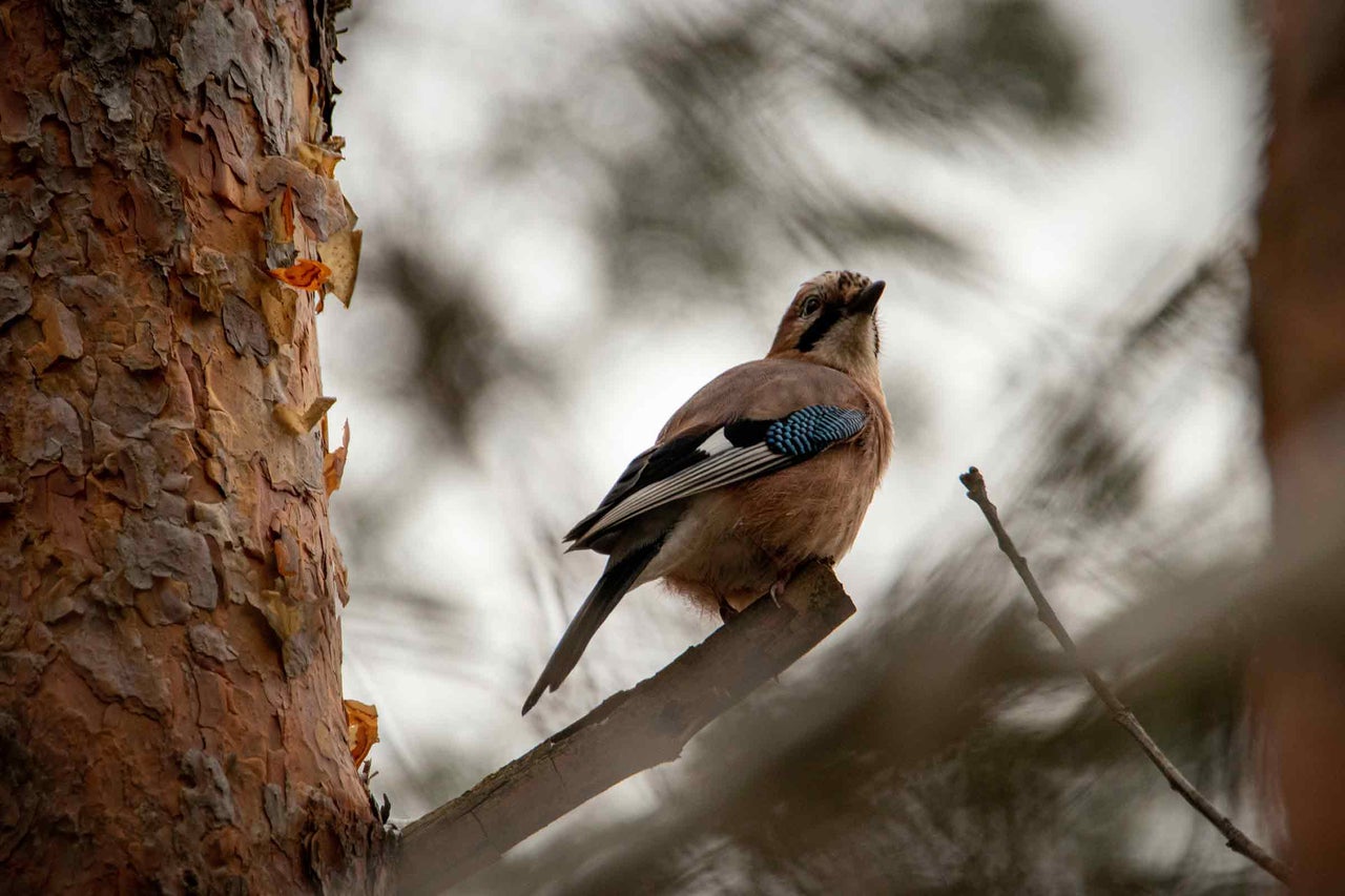 Geai des chênes perché sur une branche