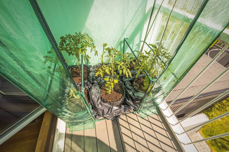 Kleines Gewächshaus auf einem Balkon mit Tomatenpflanzen in Töpfen.