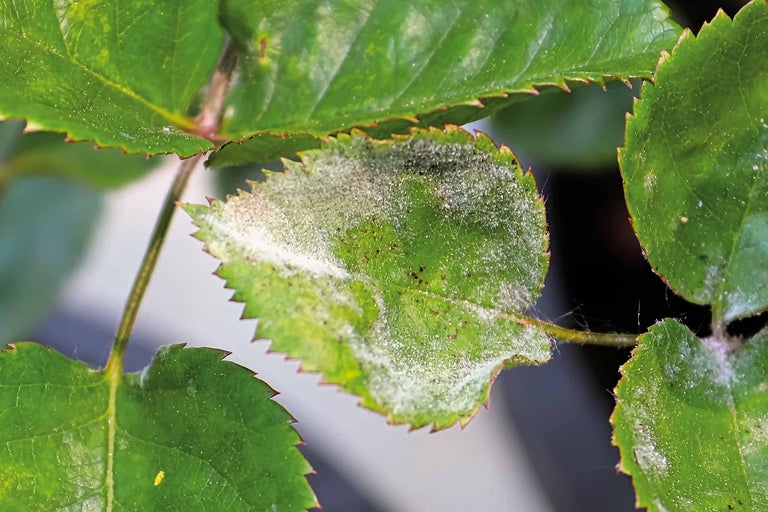 Feuille d'une plante atteinte d'oïdium