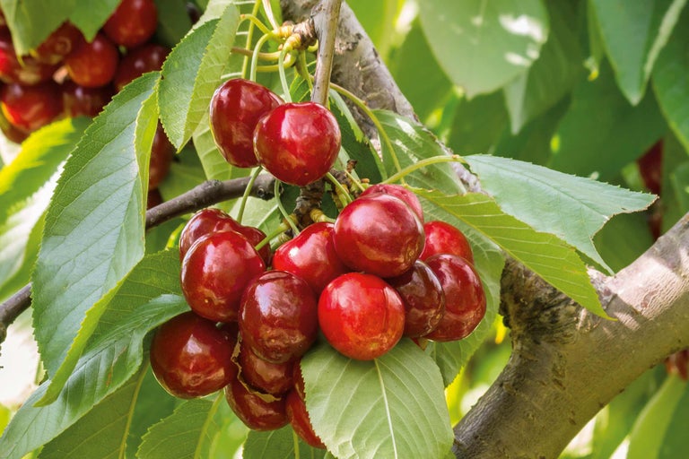 Cerises suspendues à une branche avec des feuilles