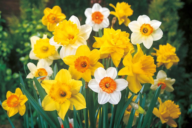 Jonquilles jaunes et blanches dans le jardin