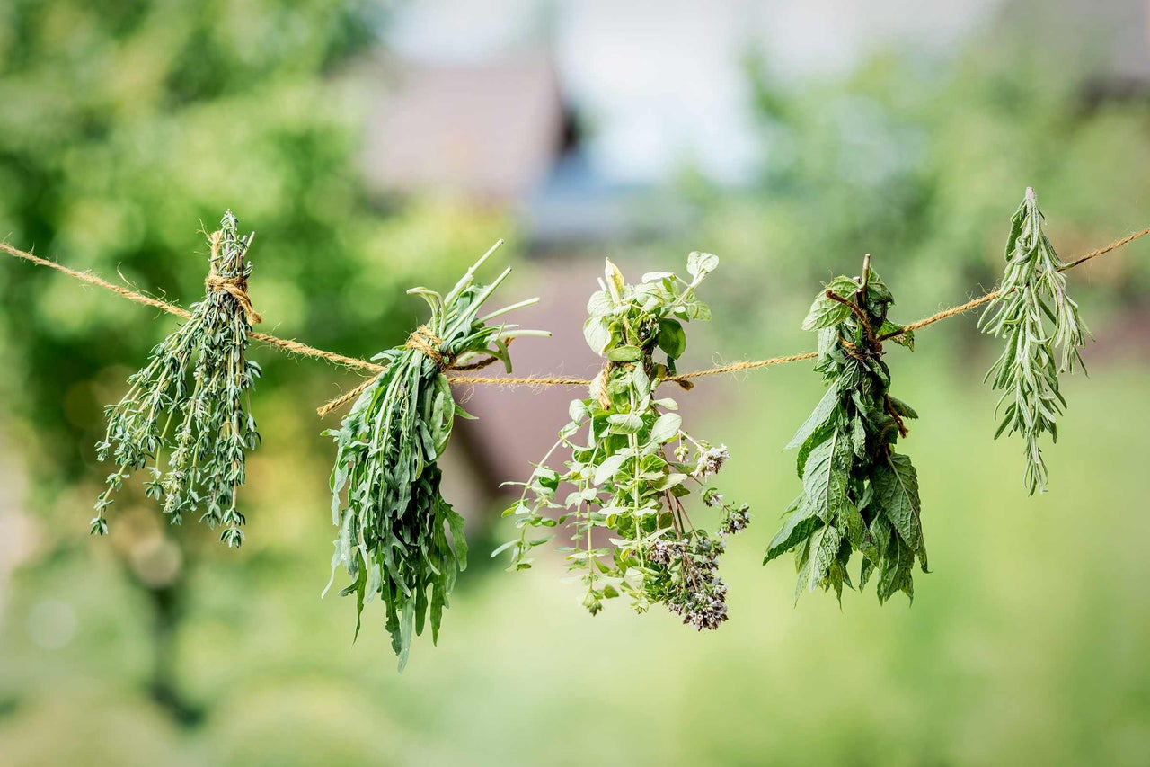 Des bottes d'herbes diverses suspendues à une ficelle pour sécher