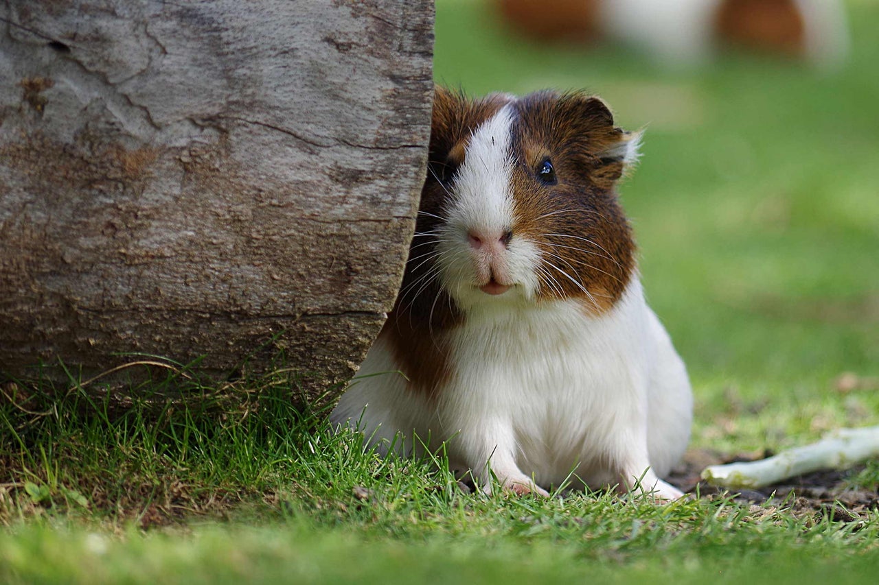 Meerschweinchen hinter Baumstamm im Garten