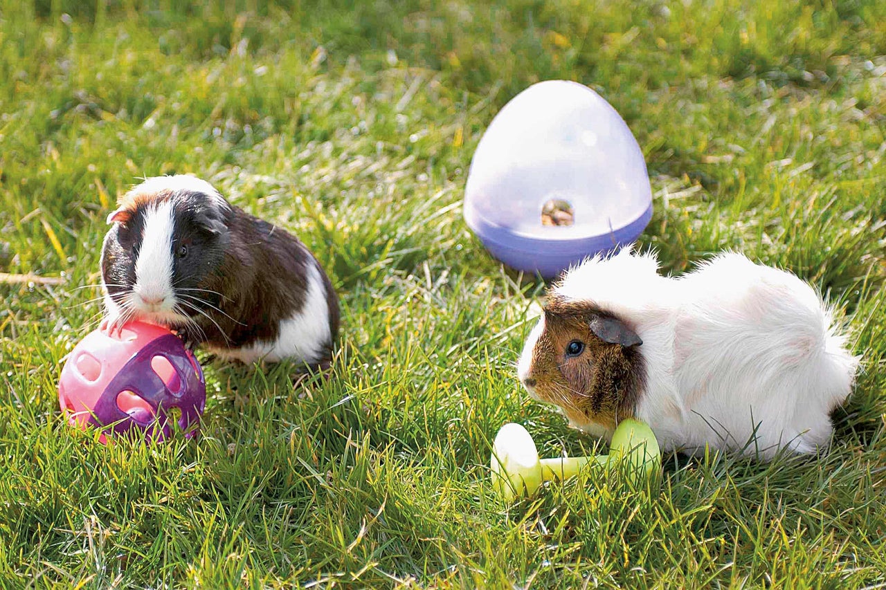 Zwei Meerschweinchen mit Spielzeugen im Gras