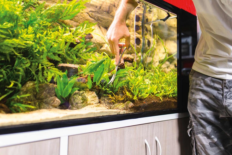 Aquarium mit Pflanzen und Person mit Pinzette zur Pflanzenpflege