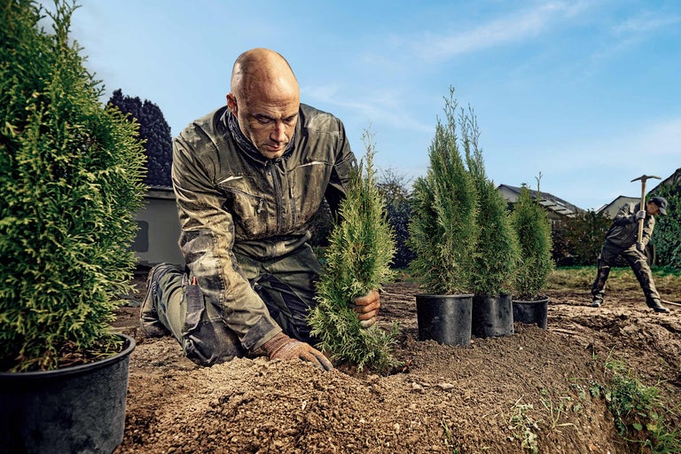 Un homme plante des haies de thuyas dans le jardin.