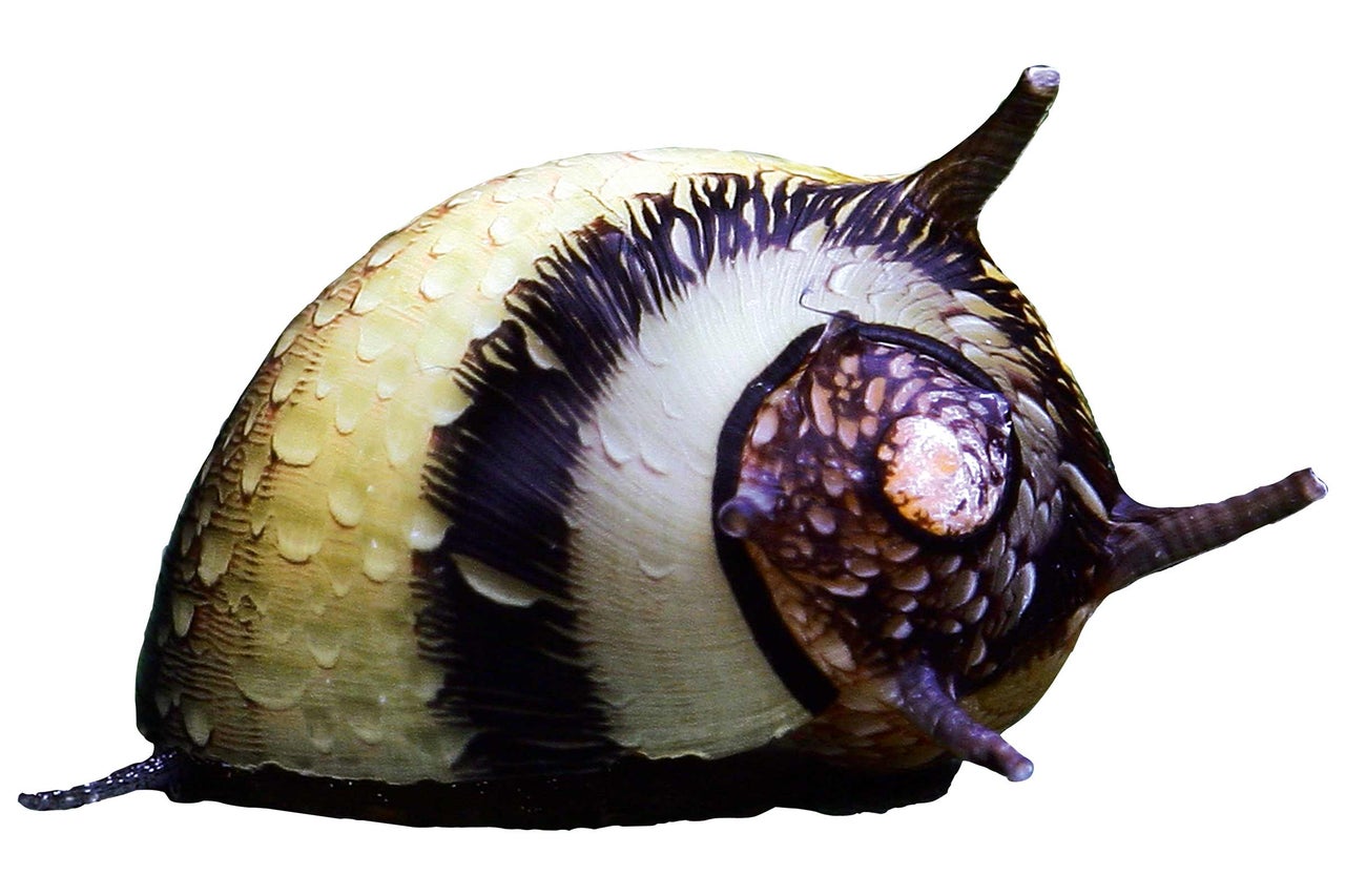 Neretina natalensis pour aquariums