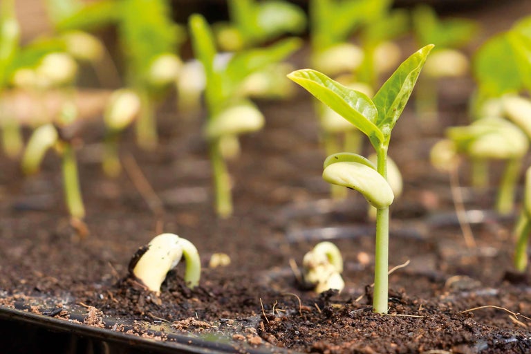 Nahaufnahme von frisch gesäten Pflanzensprossen in der Erde.