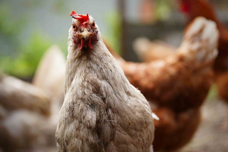 Élever des poules