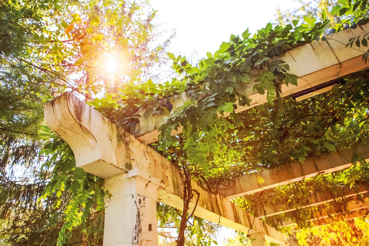 Pergola avec plantes vertes dans un jardin