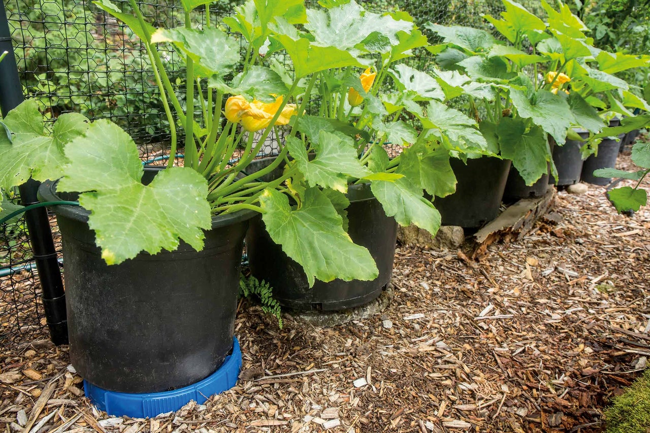 Rangée de plants de courgettes avec des fleurs jaunes dans des pots noirs sur une terrasse de jardin avec un sol en copeaux de bois