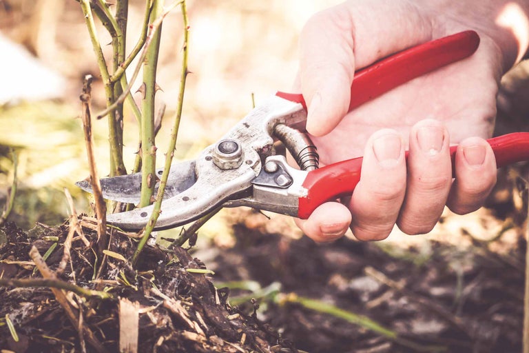 Gartenschere schneidet einen Rosenstrauch
