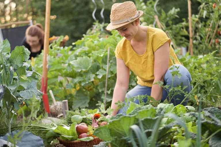 Frau im Garten bei der Gemüseernte mit Erntekorb