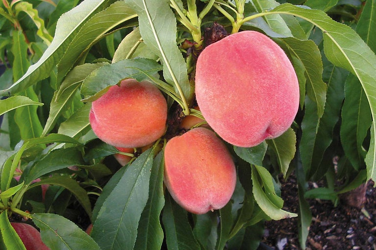 Pfirsichbaum mit reifen Früchten und grünen Blättern