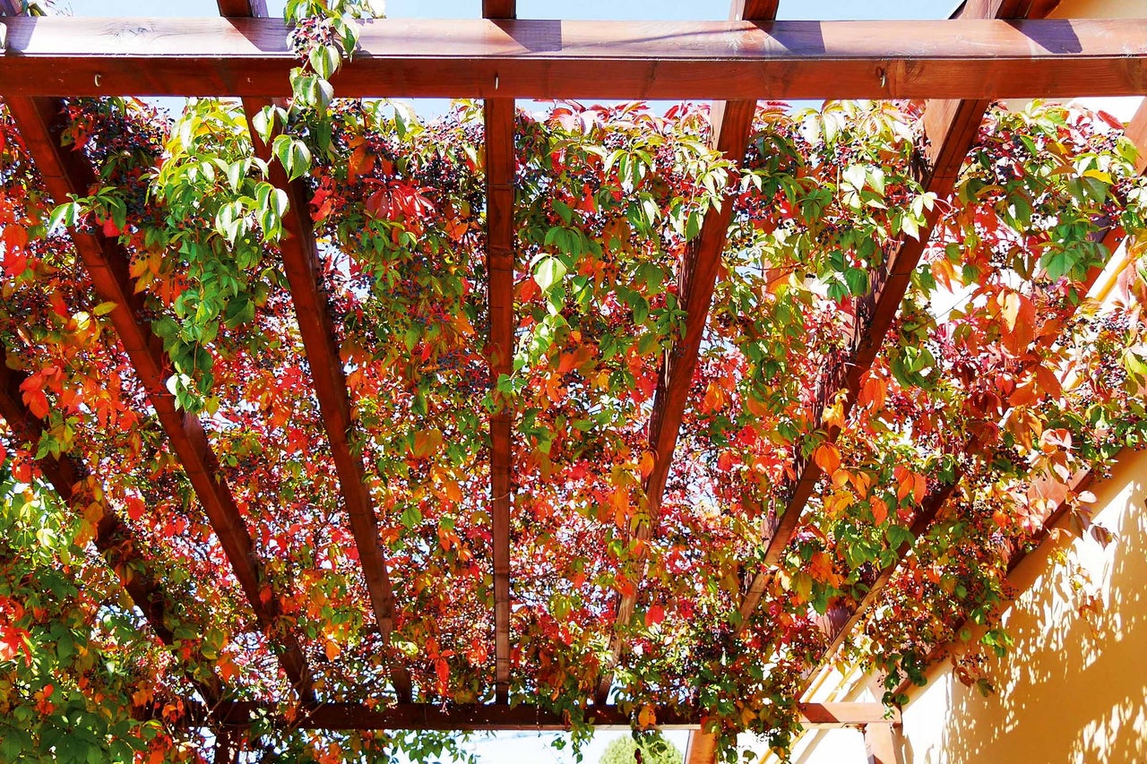 Holzpergola mit Weinrebenbewuchs als Sonnenschutz