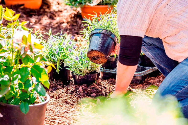 Planter et entretenir de la lavande