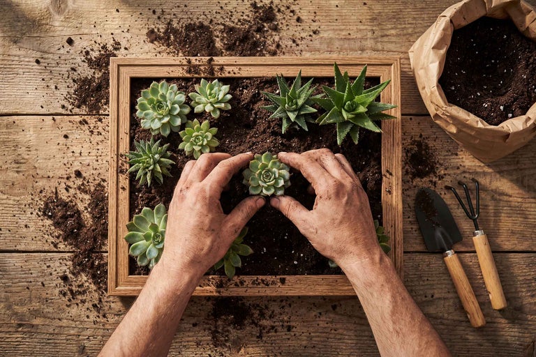 Vue de dessus d'une personne plantant des plantes succulentes dans un cadre en bois, avec de la terre, un sac de terre et des outils de jardinage sur une table en bois.