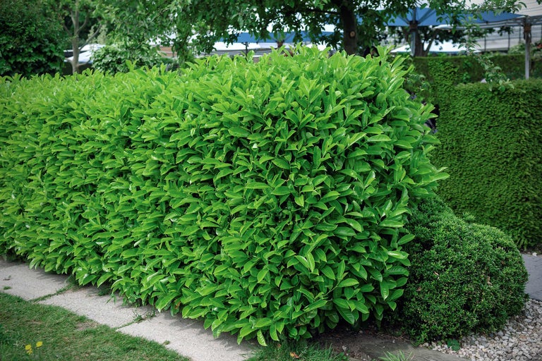 Dans le jardin, une haie de laurier dense et verte sert de brise-vue.