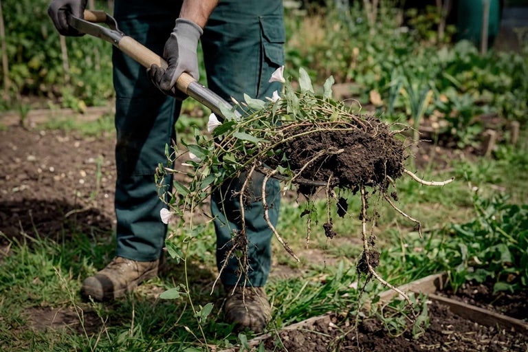 Une personne enlève les mauvaises herbes d'un parterre de jardin avec une bêche.