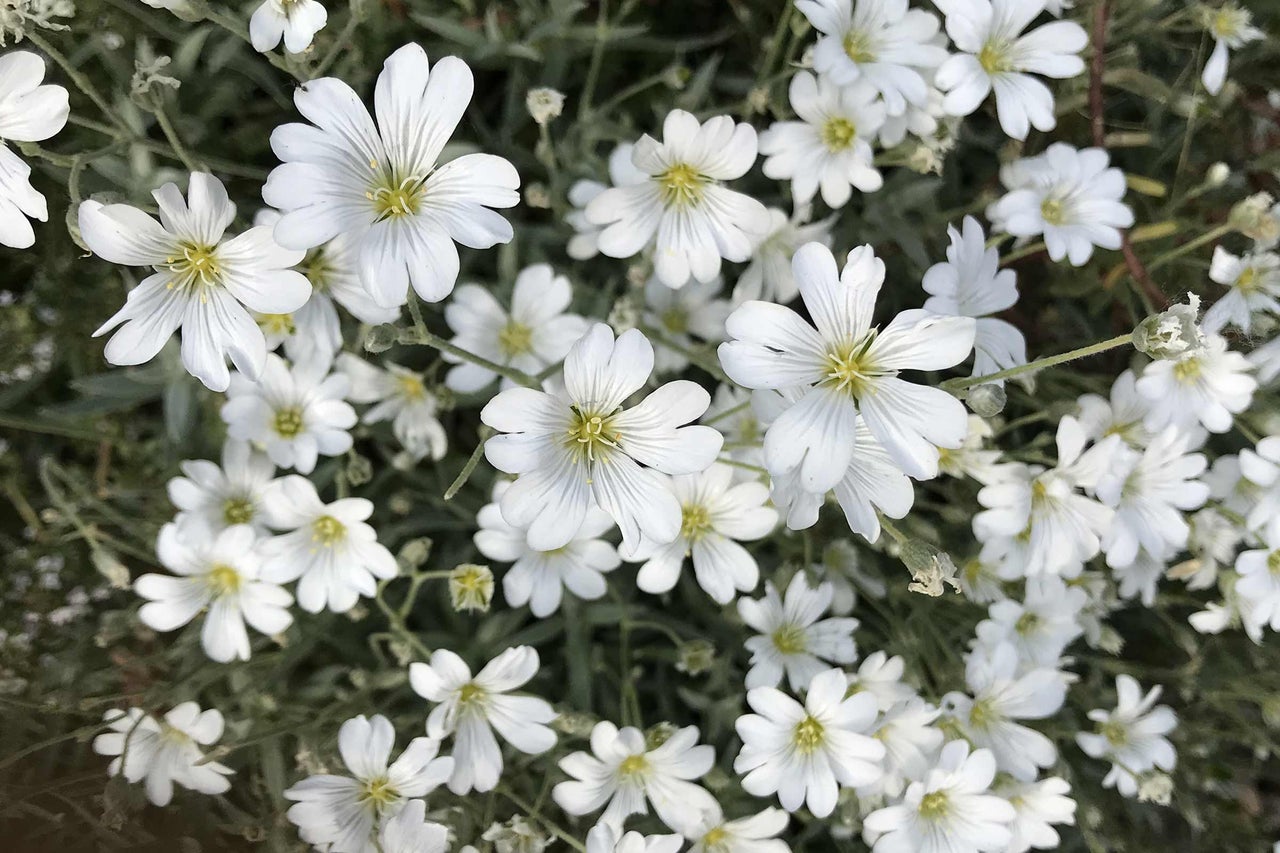 Gros plan sur couvre-sol d'oeillet gazon fleurissant