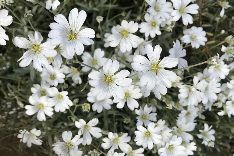 Gros plan sur couvre-sol d'oeillet gazon fleurissant
