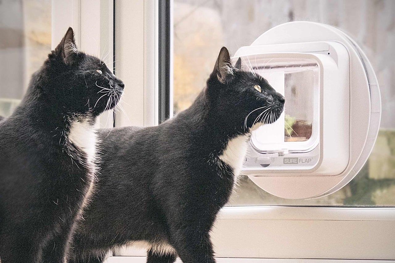 Deux chats devant une chatière SureFlap dans une porte