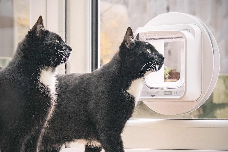 Deux chats devant une chatière SureFlap dans une porte