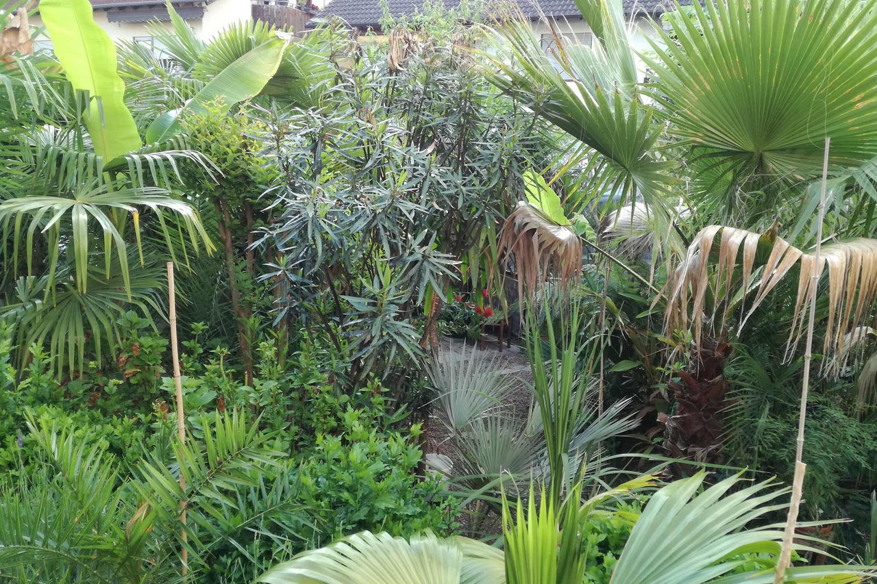 Jardin luxuriant avec différents palmiers et plantes.