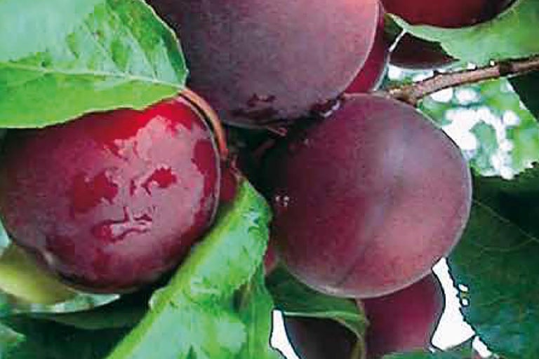 Pflaumen am Baum mit Blättern