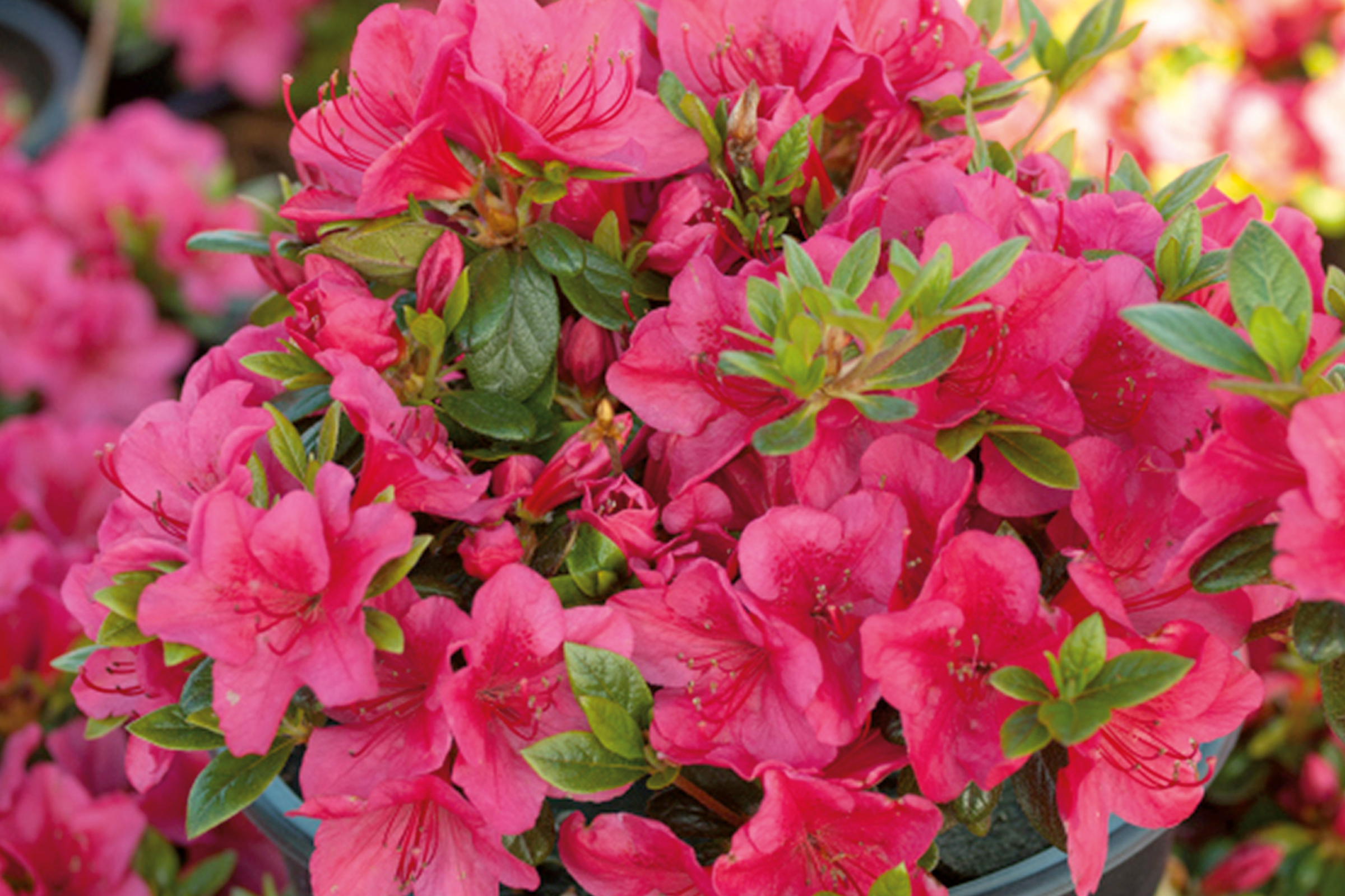 Azaleenbusch mit pinkfarbenen Blüten