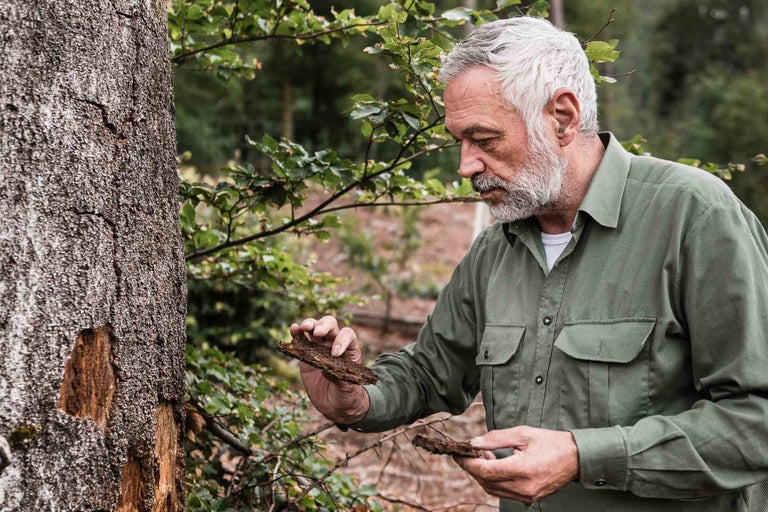 Un homme examine l'écorce d'un arbre dans la forêt.