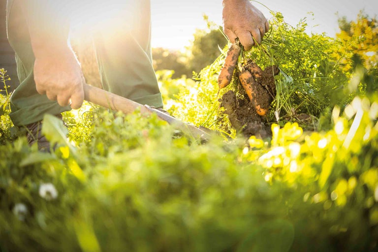 Jardinage: Personne récoltant des carottes avec des outils de jardinage