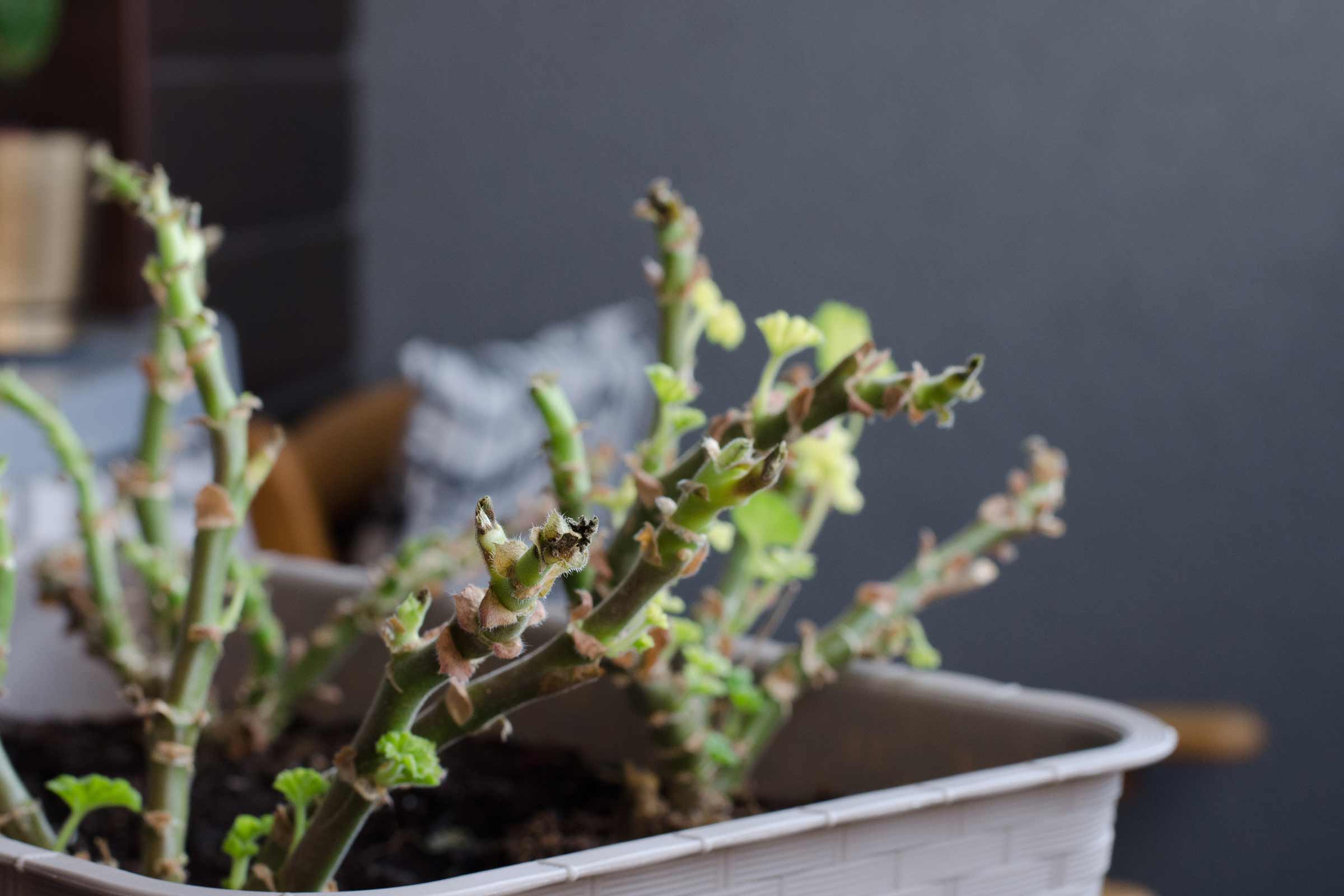 Géranium en pot avec de jeunes pousses
