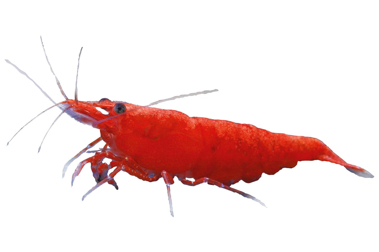 Crevette naine rouge pour aquariums