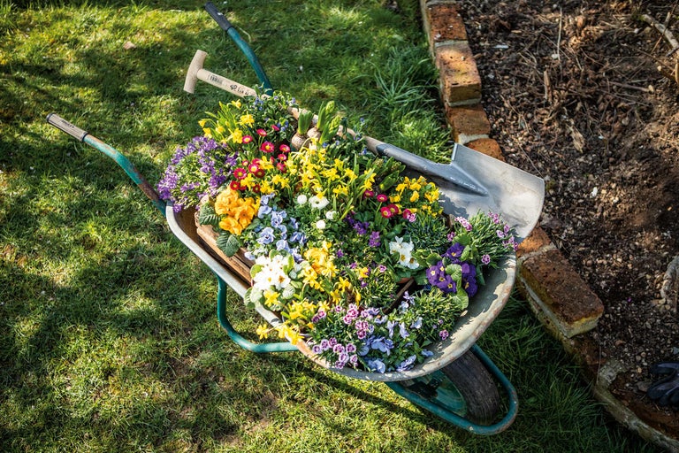 Fleurs dans une brouette avec des outils de jardinage sur la pelouse