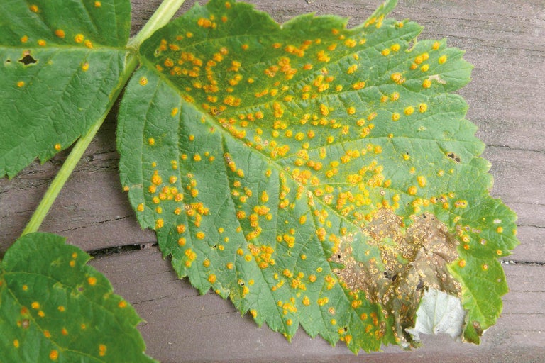 Feuille avec infection de rouille