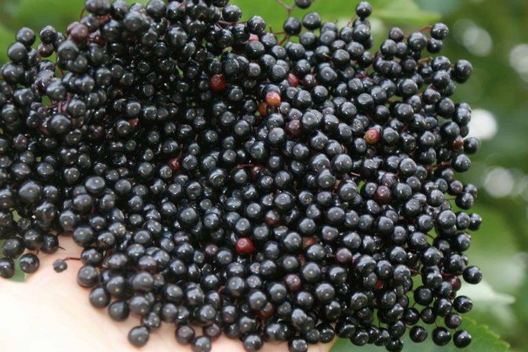 Nahaufnahme von Holunderbeeren