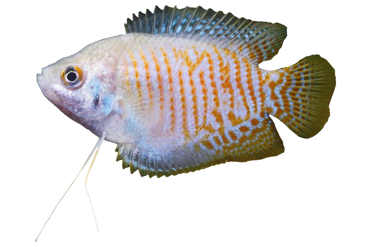 Gourami doré pour aquarium