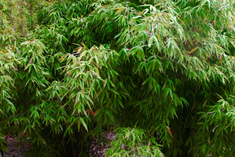 Dichte Bambushecke mit grünen Blättern für den Garten
