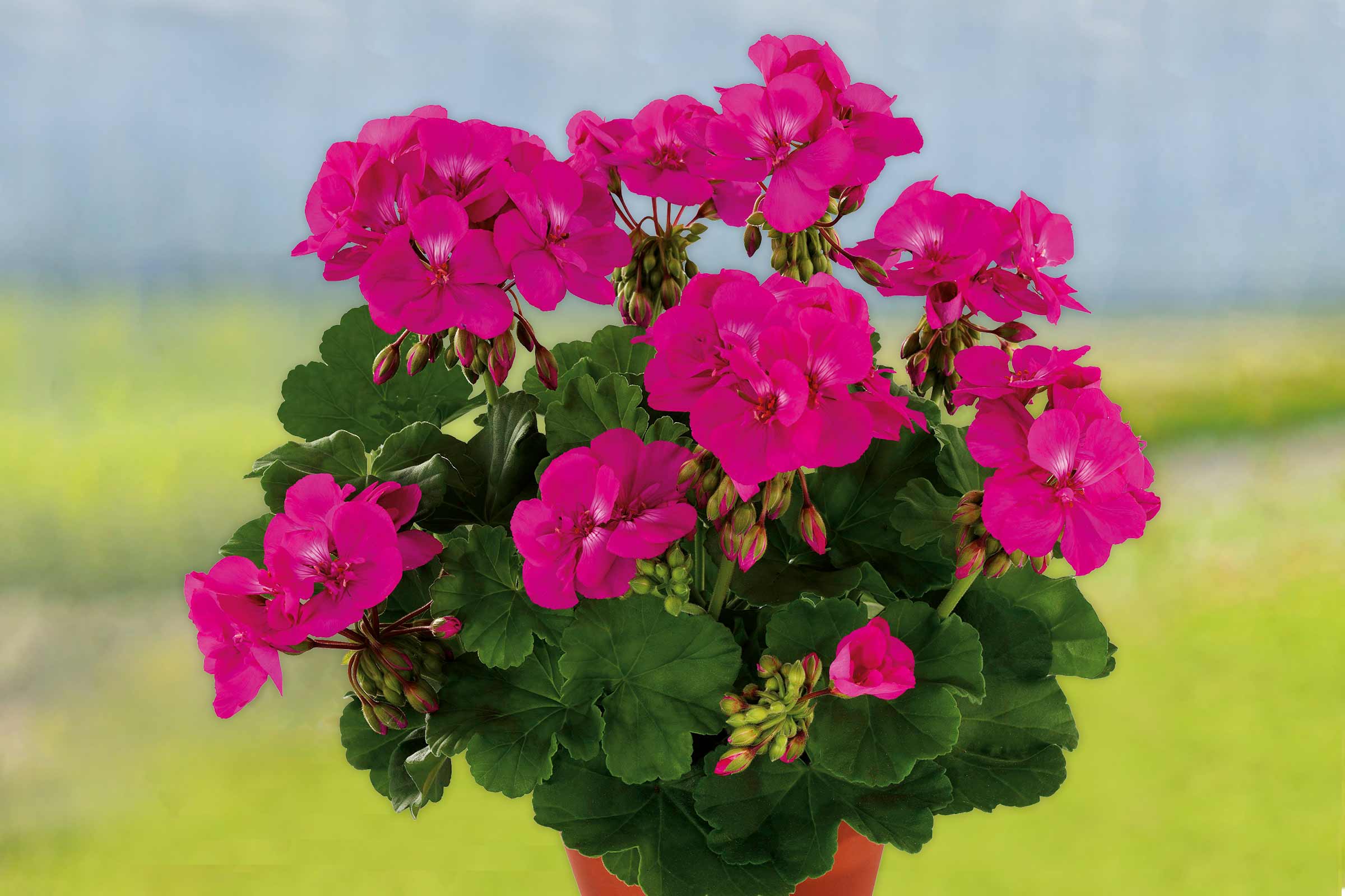 Géranium avec fleurs roses et feuilles vertes dans un pot