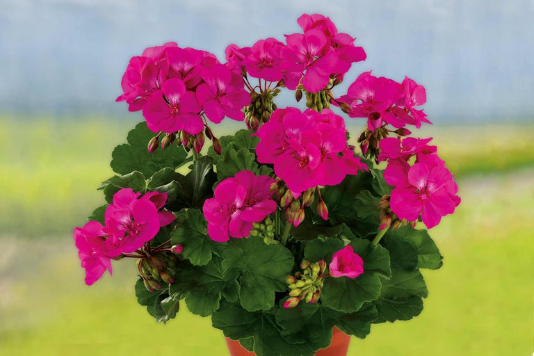 Geranie mit pinkfarbenen Blüten und grünen Blättern in einem Topf